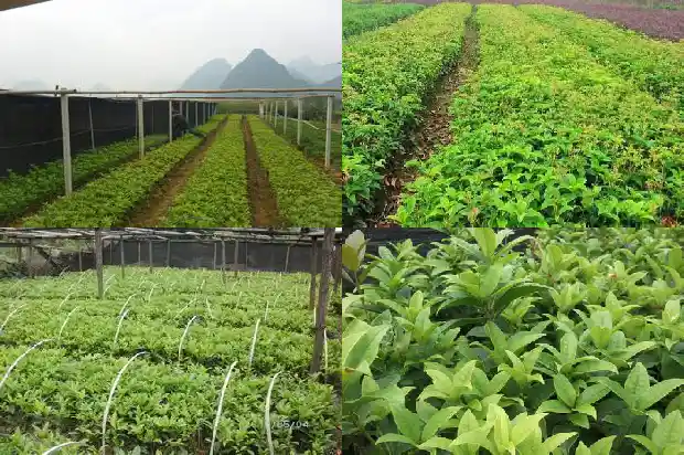 四季桂花价格查询表最新1690072347894