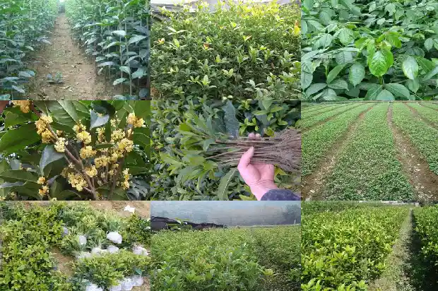 桂花树苗一年长多少棵苗1685495287370