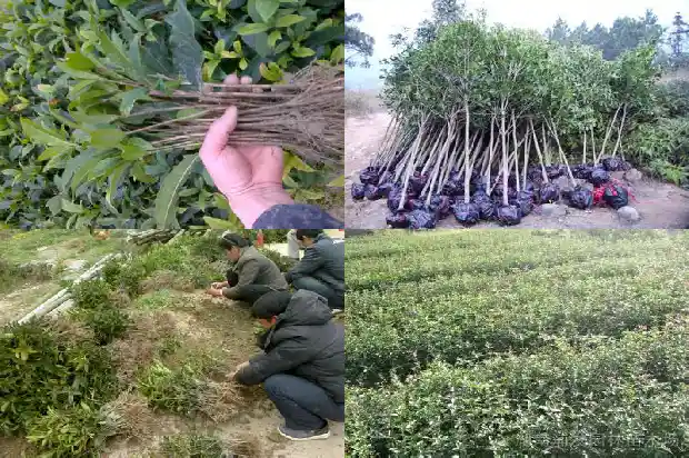 桂花树苗一年长多少厘米正常1685495297522