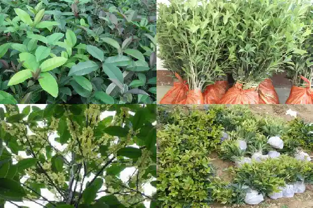 桂花树种植技术和时间1690591435942