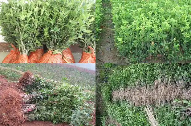 桂花树苗一年长多少斤正常1685495309709