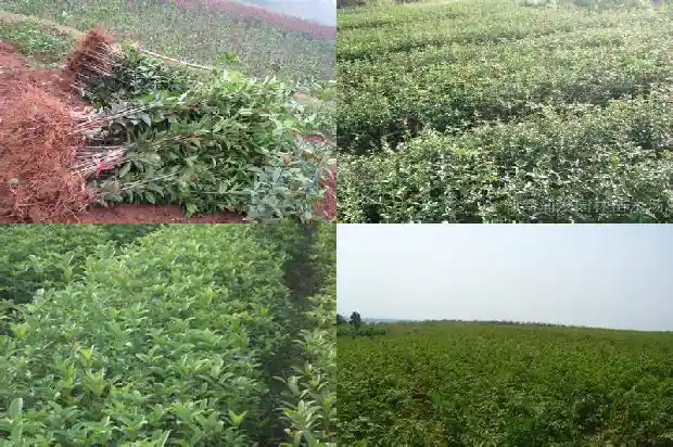 桂花树苗一年长多少斤正常1685495309756
