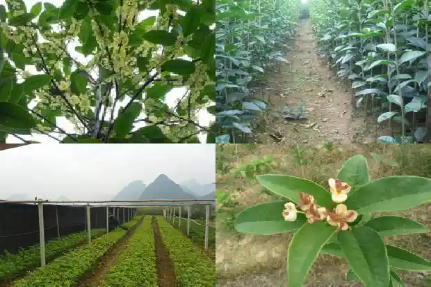 桂花树苗得多长时间开花1685495397788