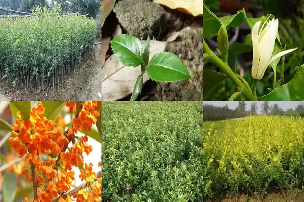 桂花树苗得多长时间开花1685495397836