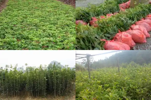 怎样让桂花多开花1689208057498