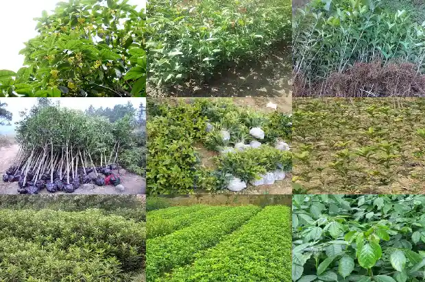 丁香桂花茶可以加蜂蜜吗女生1689035408311