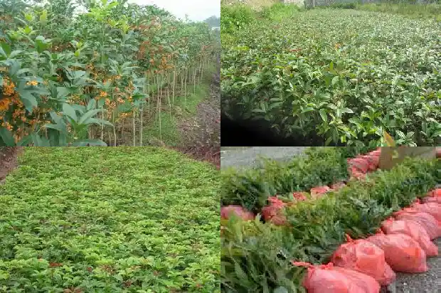 桂花树几年苗开花啊1685495420061
