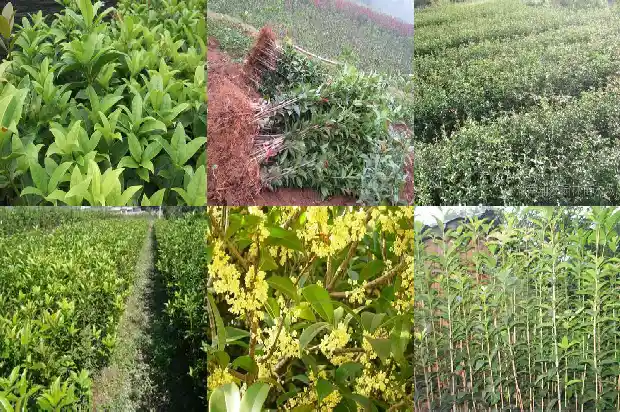桂花树几年苗开花啊1685495420108