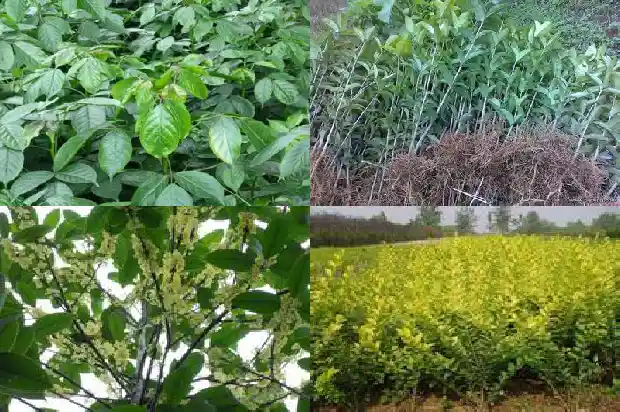 桂花树几年苗开花啊1685495420156