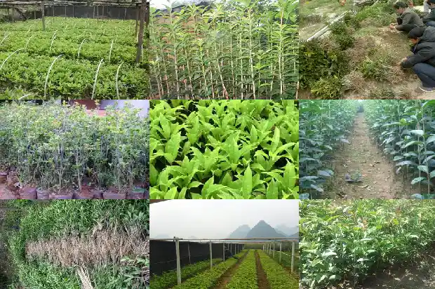 桂花树几年成材最好养护1685495452477