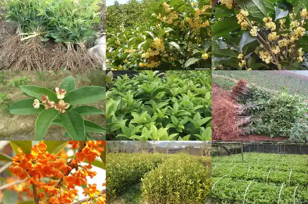 桂花树几年成材最好养护1685495452525