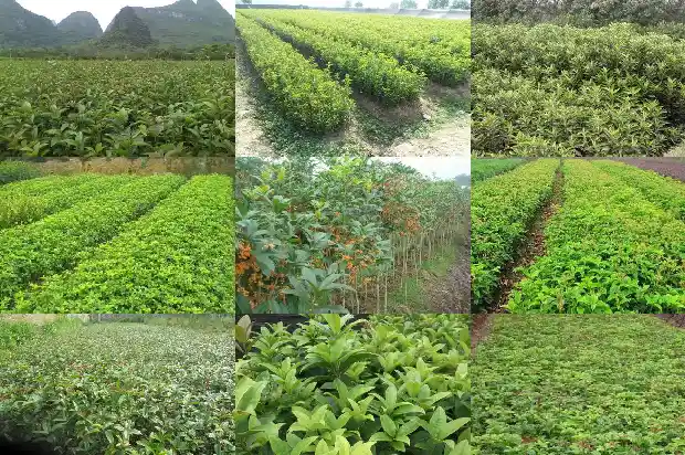 桂花8月开不开花怎么办1688948185315