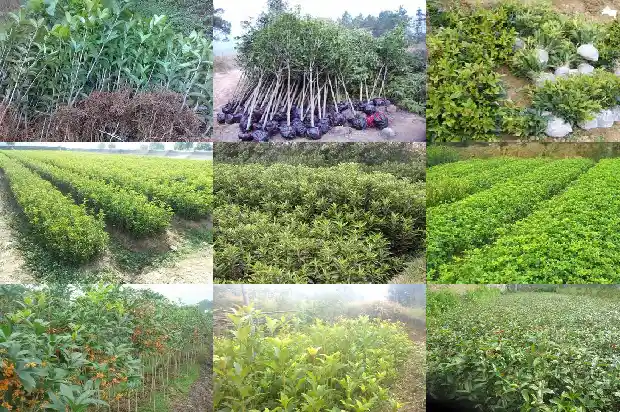 桂花树能养多久1685495464488