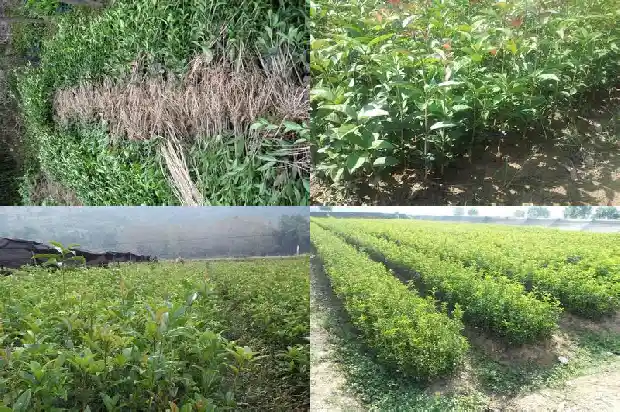 桂花树寿命多长时间1685495476776