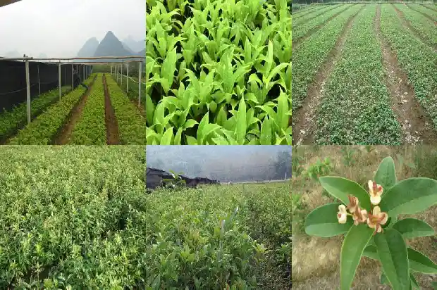 桂花树寿命多长时间1685495476920