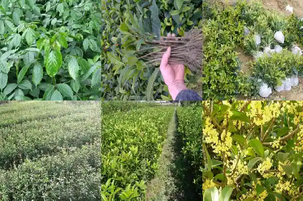 桂花树几年成材好养护1685495487228