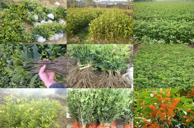桂花树几年成材好养护1685495487276