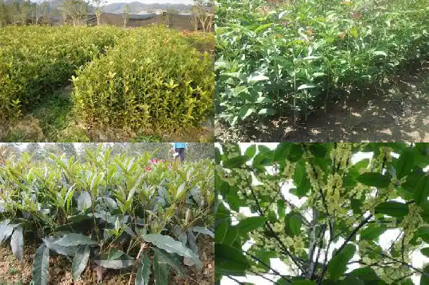 桂花树能长多少年才开花结果1685495507287