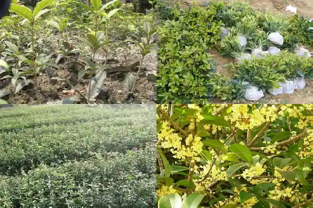 桂花树能长多少年才开花结果1685495507335