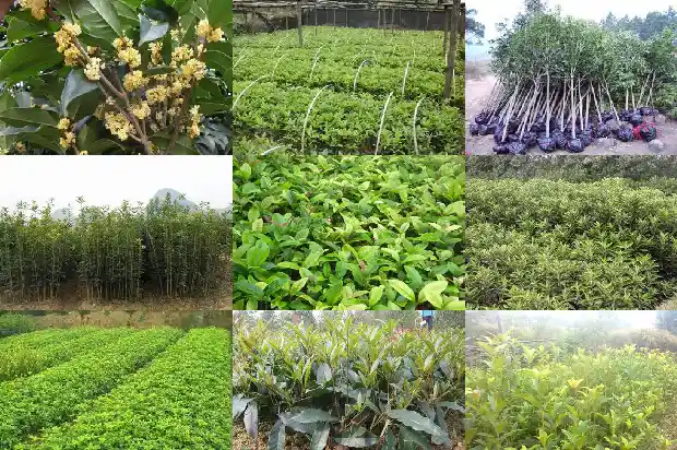 桂花树几年才能成大树苗呢1685495517386