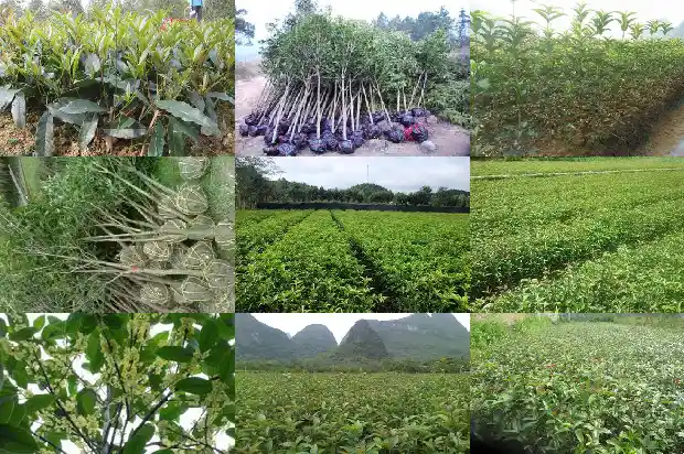 桂花树有不开花的吗?1685495534825