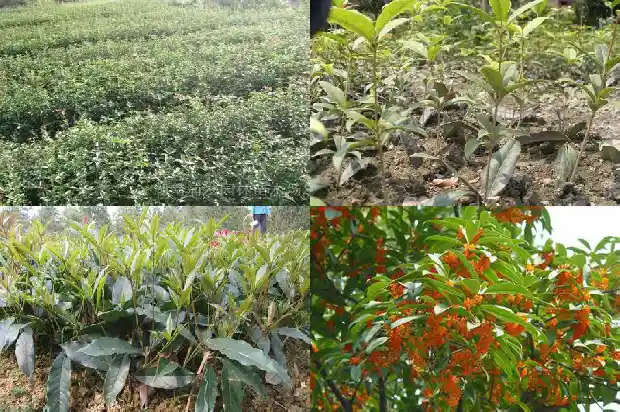 桂花树有不开花的吗?1685495534873
