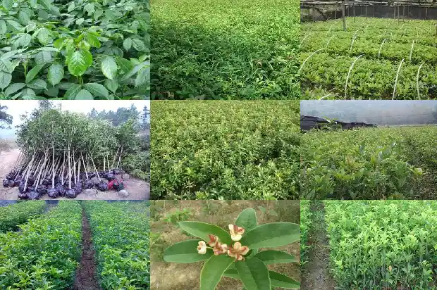 桂花树原生苗好还是嫁接苗好呢1685495544976