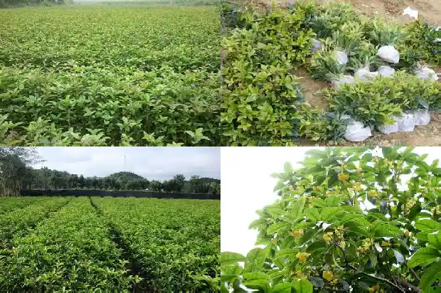 朱砂桂花树一公分多少棵好养护呢1685495557181