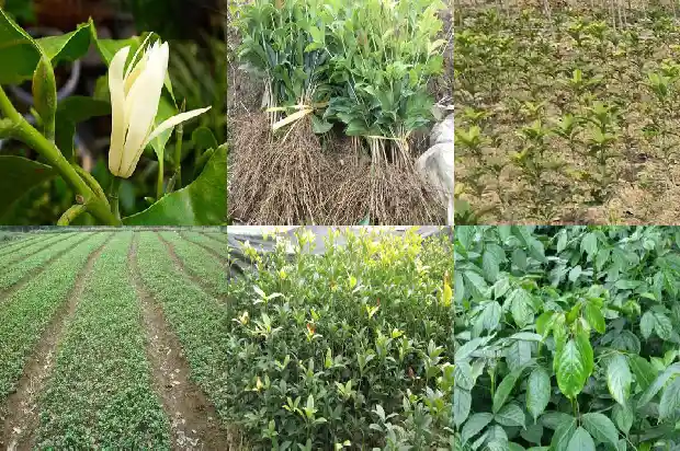 朱砂桂花树一公分多少棵好养护呢1685495557229