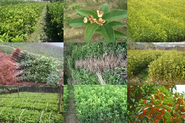 朱砂桂花树一公分多少棵好养护呢1685495557324