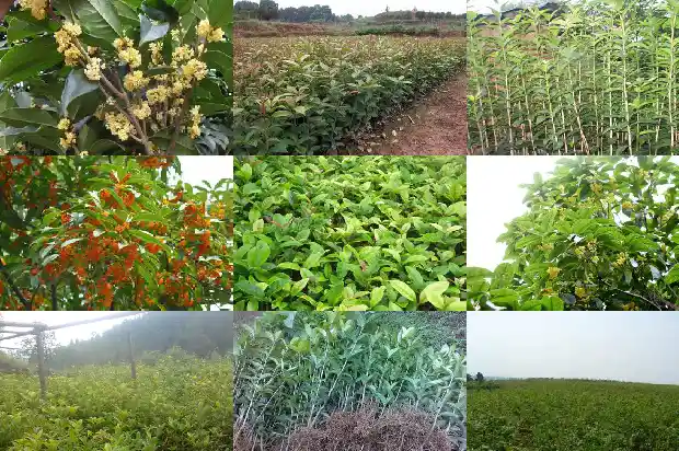 朱砂桂花是什么颜色1685578253699