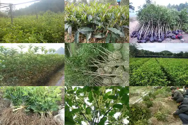 桂花树几米栽一个盆栽1685578292649