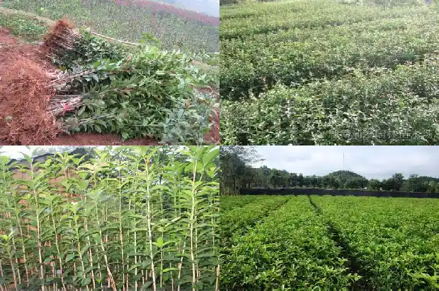 桂花树多远栽一棵1685578321025