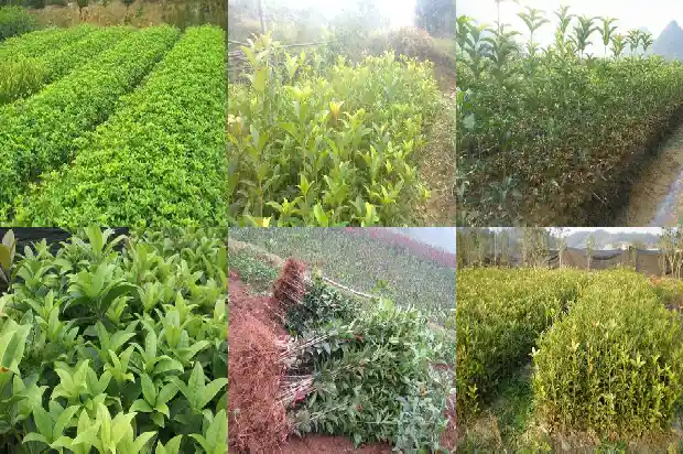 桂花树多远栽一棵1685578321073