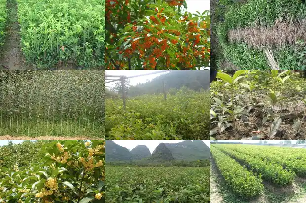 桂花树多远栽一棵1685578321121
