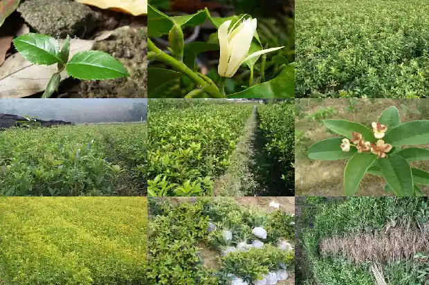 桂花树多远栽一棵1685578321169