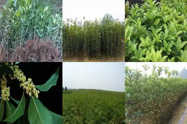 桂花树几米栽一个好呢1685578366788