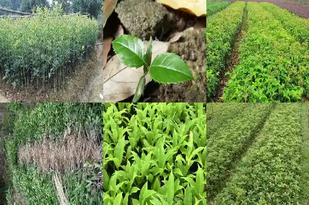 桂花树几米栽一个好呢1685578366932