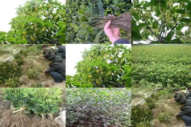 桂花树几米在一个1685578413633