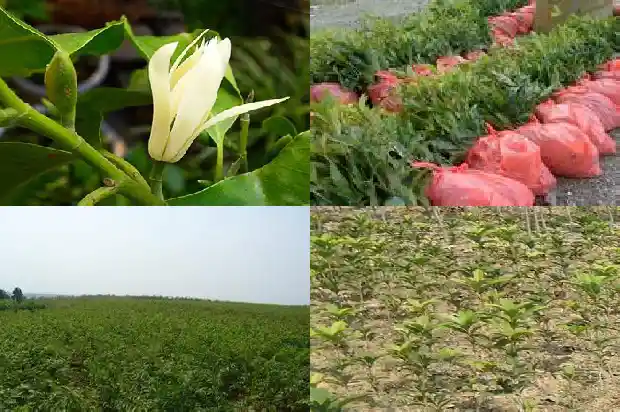桂花树几米在一个1685578413724
