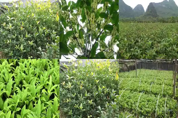 广东桂花树收购电话号码1690072950522
