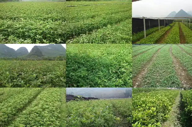 门口栽几棵桂花树好不好1685578453668