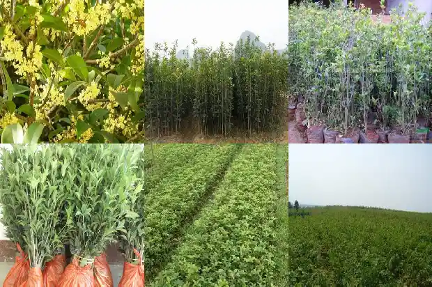 门口栽几棵桂花树好不好1685578453716