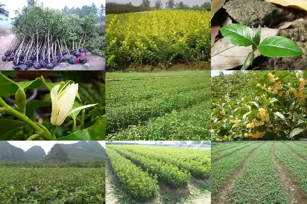 2米桂花树要多大的盆栽好1685578495472