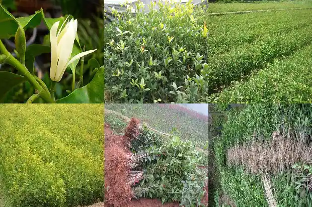 2米桂花树要多大的盆栽好1685578495615