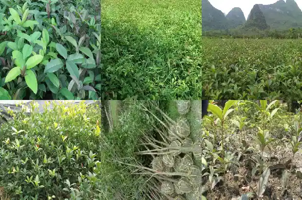 2米桂花树要多大的盆种呢1685578532935