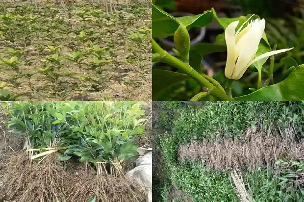 2米桂花树要多大的盆种呢1685578533031