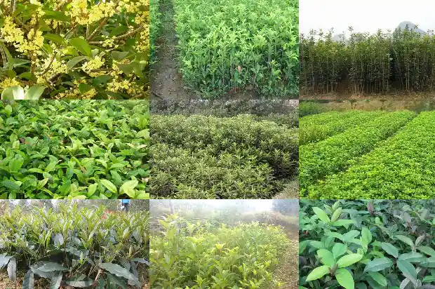 金桂花树小苗1685578569897