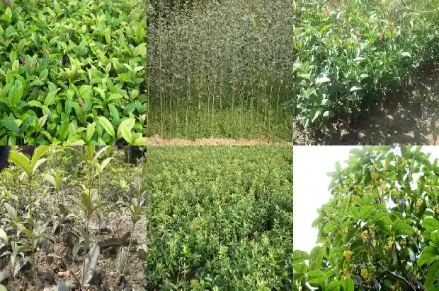 三米高的桂花树如何修剪1685578609208