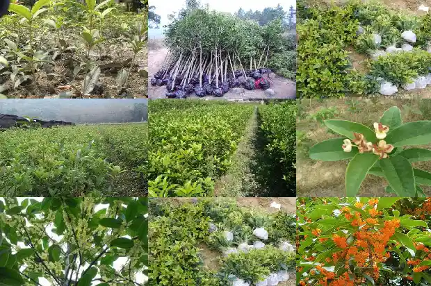 古茗的桂花乌龙茶奶芙孕妇可以喝吗1689467626992